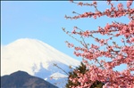 Sakura and Mt. Fuji / 桜(さくら)と富士山(ふじさん)